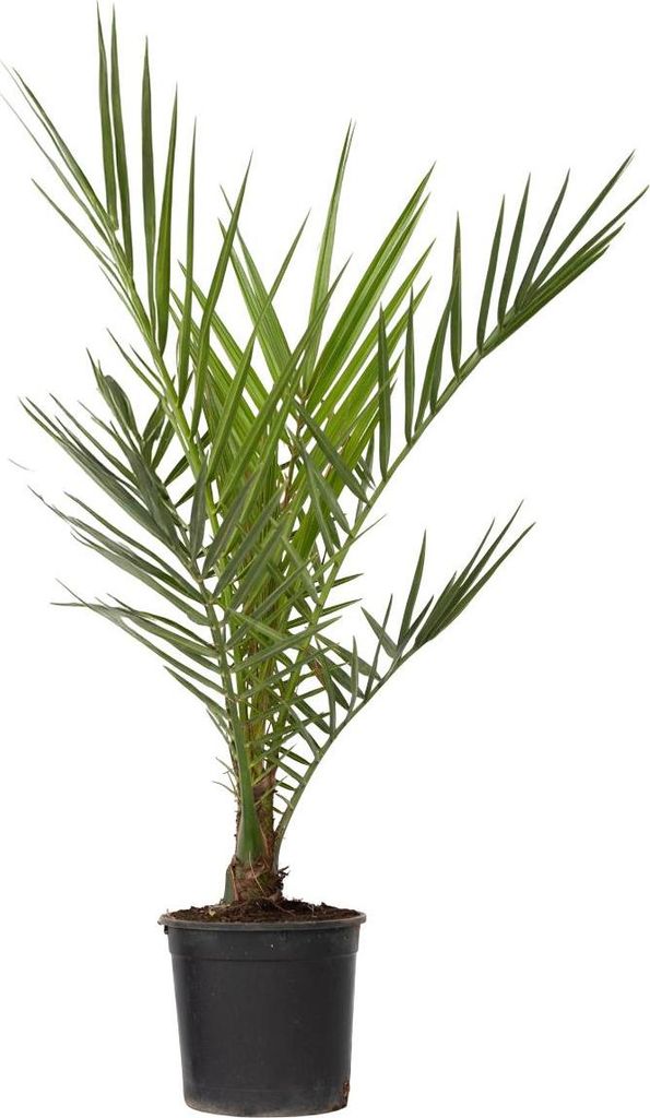 Kanarische Dattelpalme - Phoenix canariensis - Höhe 50-60cm - 15cm
