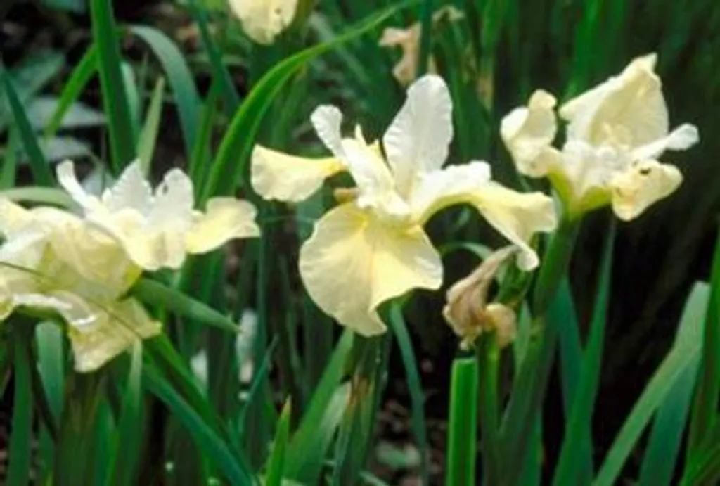 Iris sibirica Butter and Sugar - Lot de 6 Iris de Sibérie en Pot 9cm