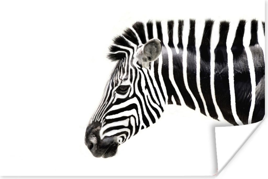 MuchoWow Poster Zebra - Tiere - Weiß 120x80 cm - Bilder