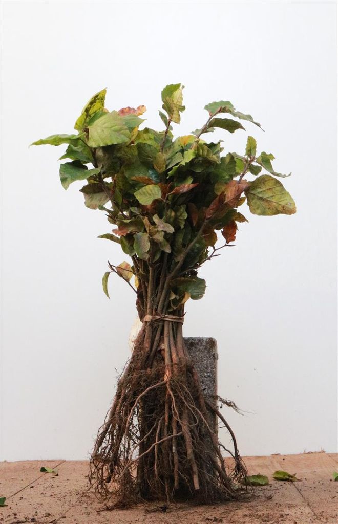 Fagus sylvatica, Rotbuche, 15–30 cm