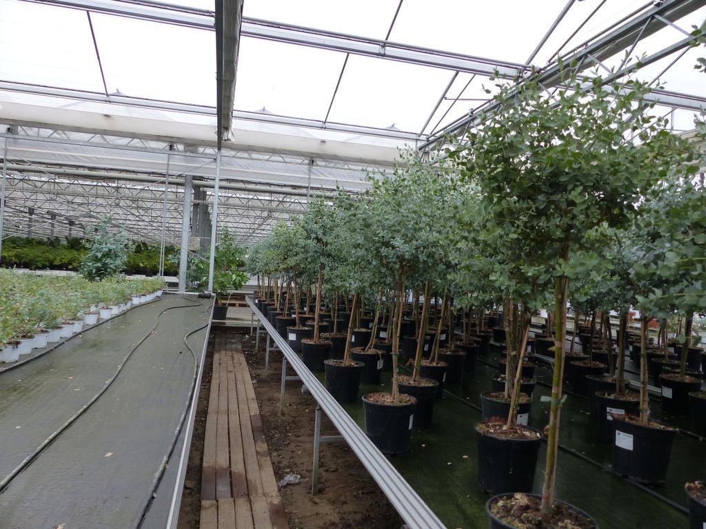 Eucalyptus Stamm Eukalyptusbaum, 90 - 120 cm, Pflanze Produktbild 10
