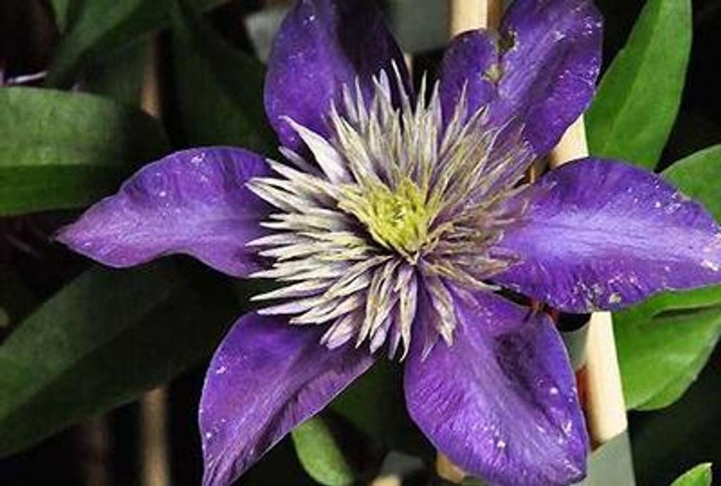 Clematis hybr. 'Multi Blue' - Lesná réva 'Multi Blue' 50-60 Obrázok produktu 