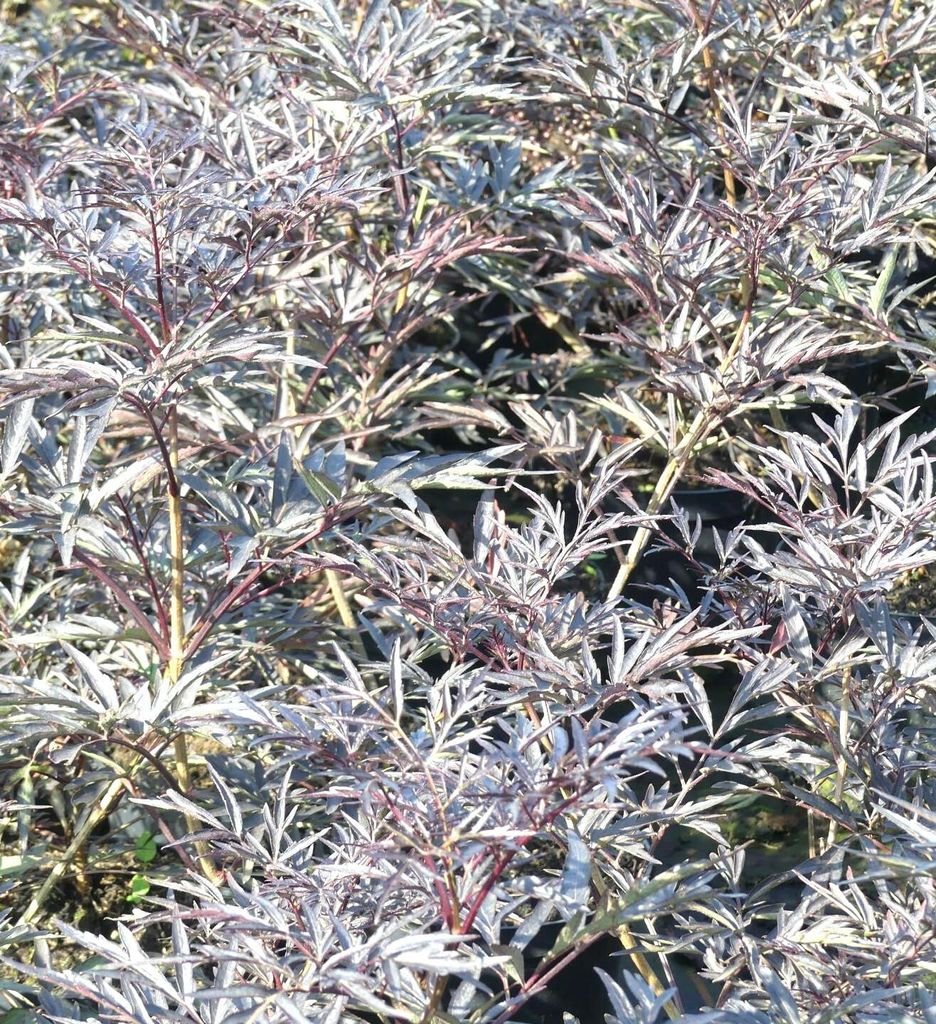 Schwarz roter Holunder Sambucus nigra - Black Lace - 40 - 60 cm