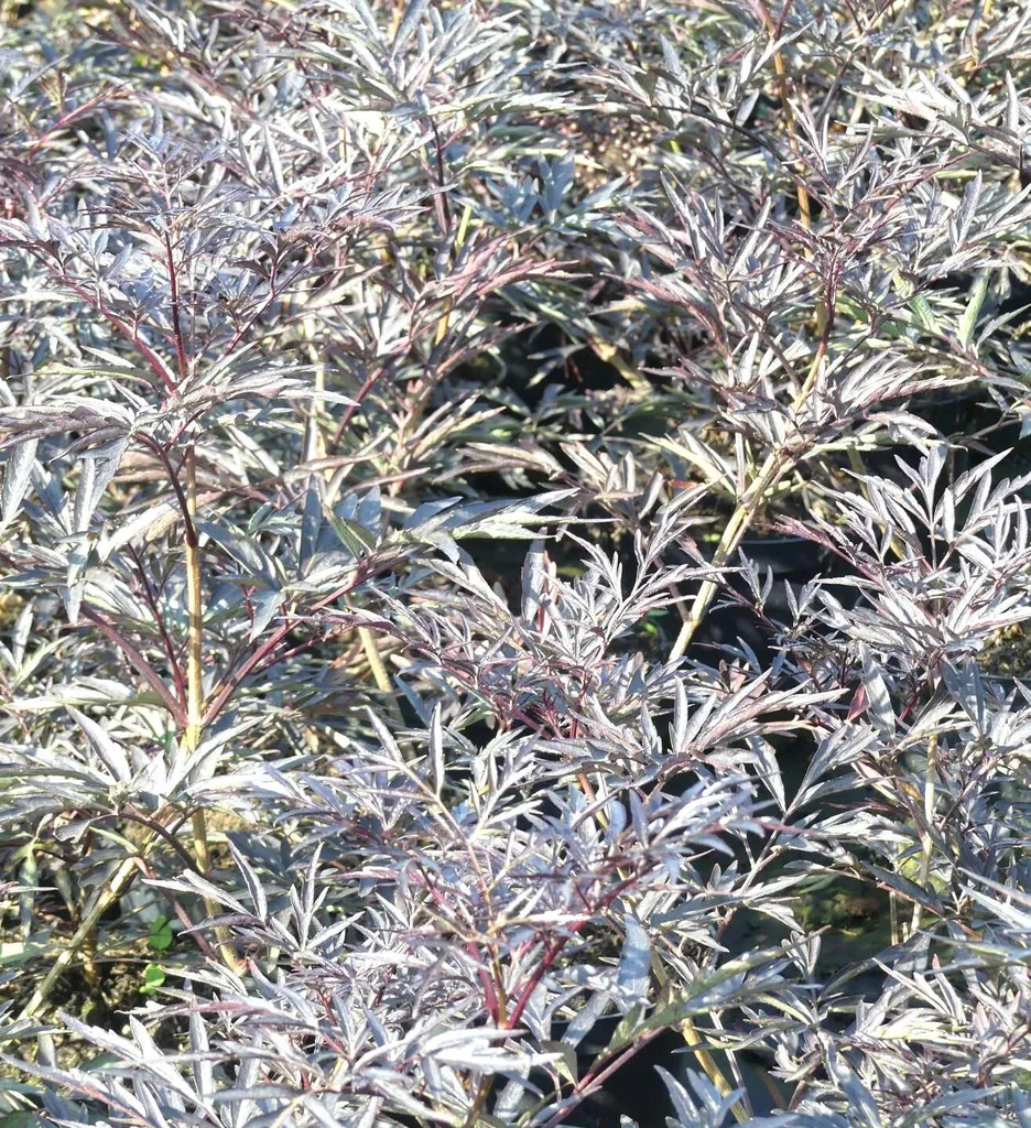 Sureau noir Sambucus nigra Black Lace - Arbuste d'ornement 60-80 cm