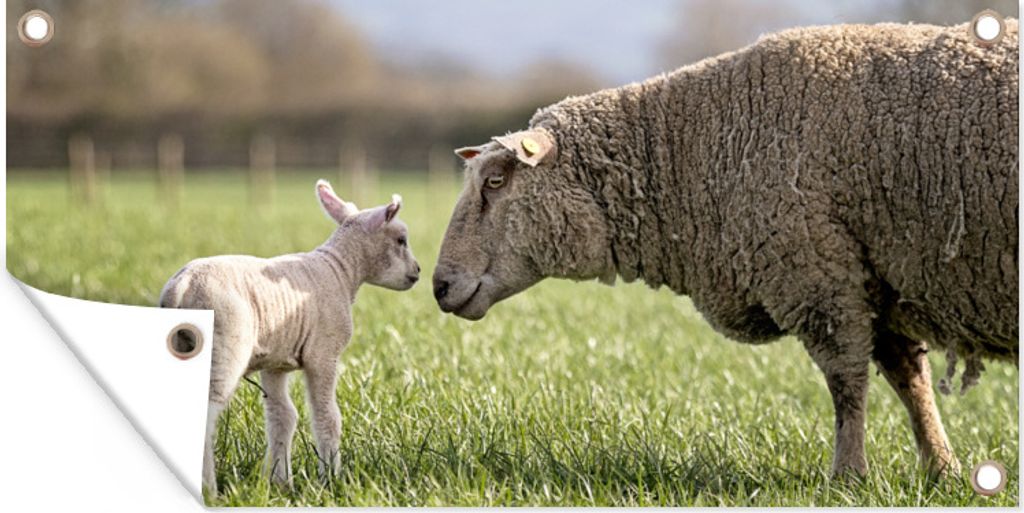 MuchoWow 160x80 cm Outdoor-Poster Gartendeko Sichtschutz Garten Poster für den Garten Schafe - Gras - Lamm