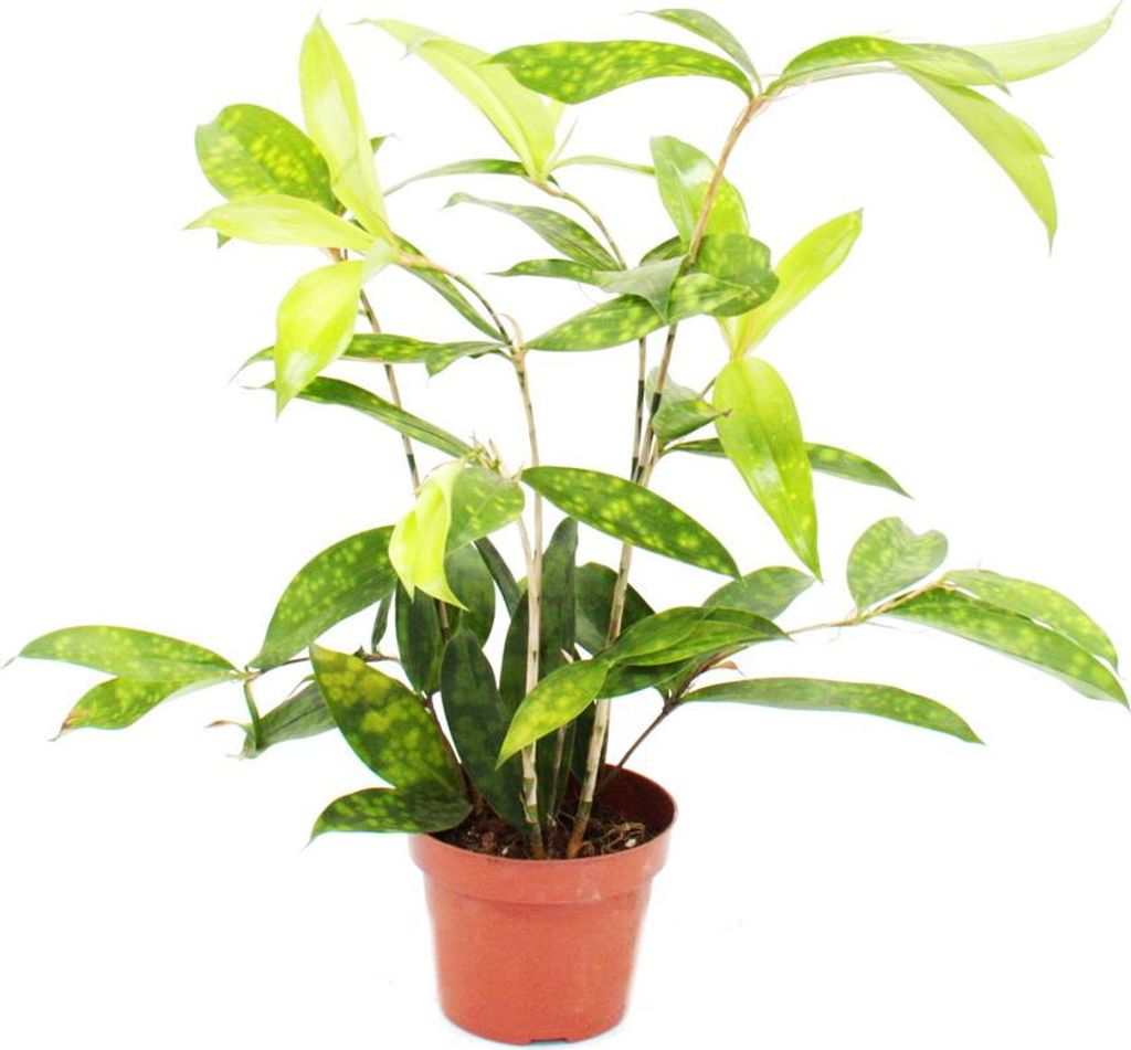 Drachenbaum - Dracaena surculosa - 12cm - grün mit Produktbild 