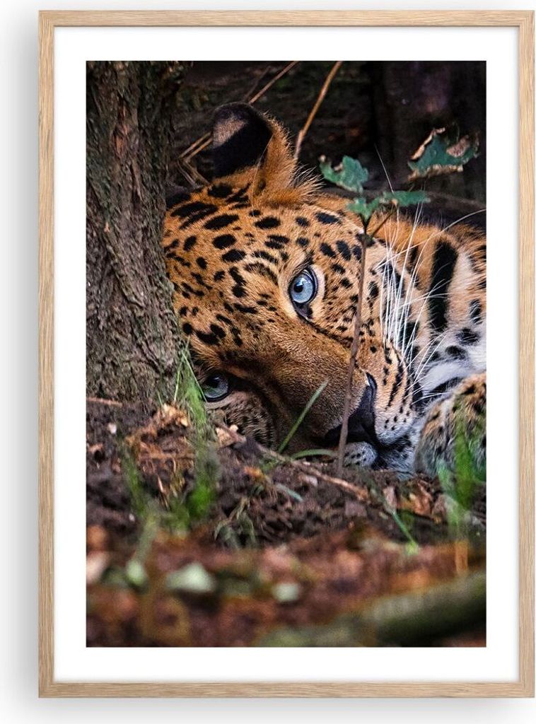 Gerahmtes Poster - Rahmen in heller Eiche - Leopard Porträt Jaguar - 50x70 cm - Wand Bild - Wanddeko - Wandbilder - Kunstposter - Wandposter - Bil...