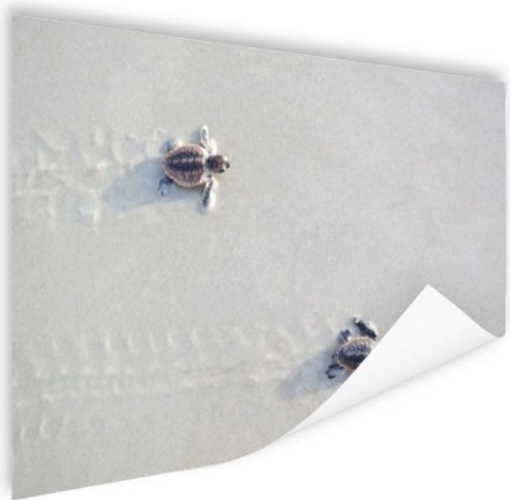 MuchoWow Poster Zwei kleine Schildkröten 160x120 cm - Foto Plakat