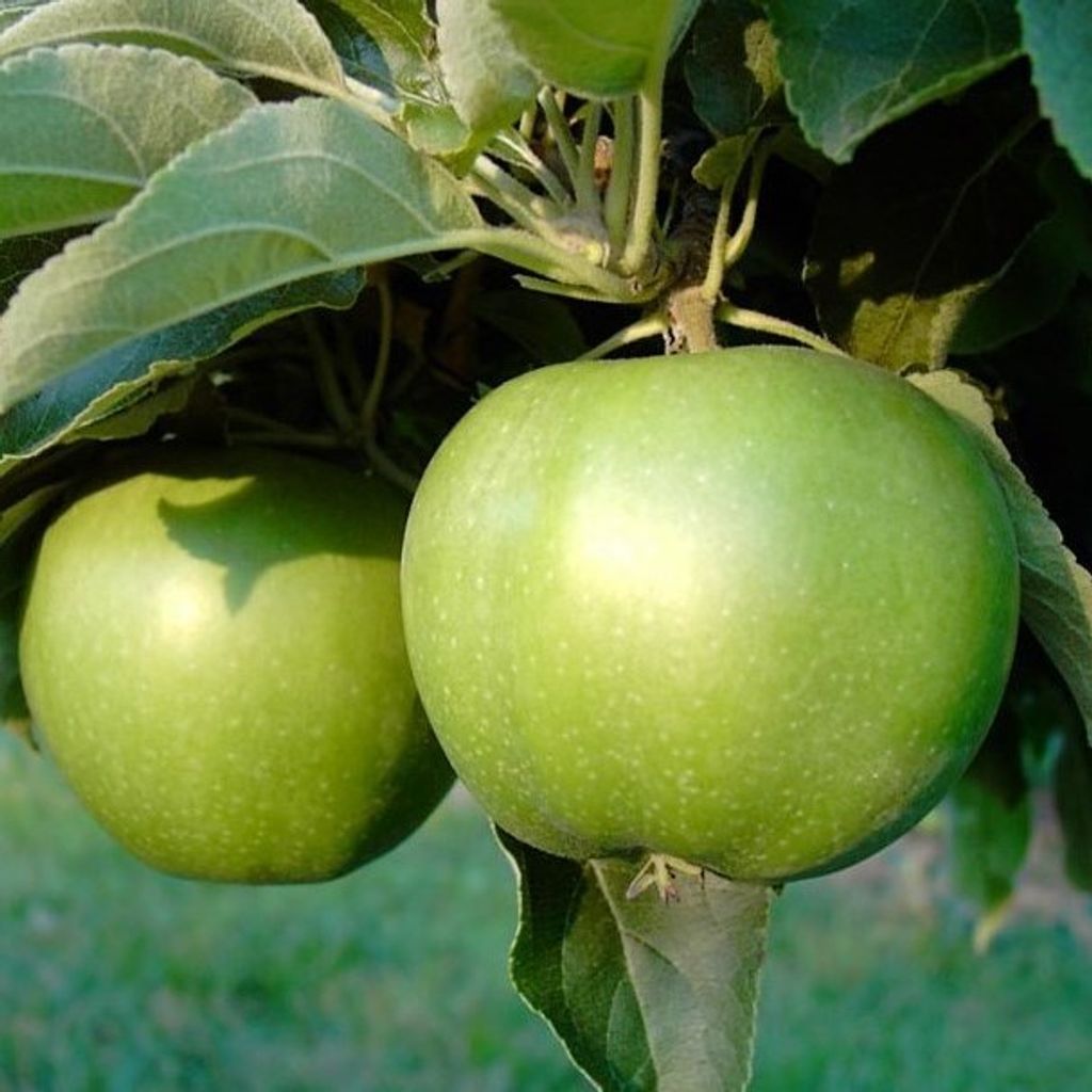 Granny Smith Winterapfel Spindelbaum M9 7,5 Liter Topfballen