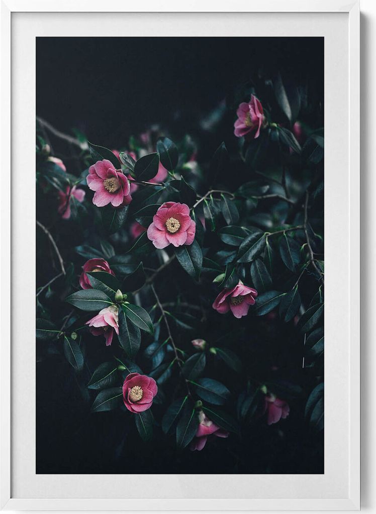 Rosa Vintage-Blumen– Wandbild mit Rahmen – Gerahmtes Bild – Wanddekoration – 70x100 cm – Weiß Rahmen