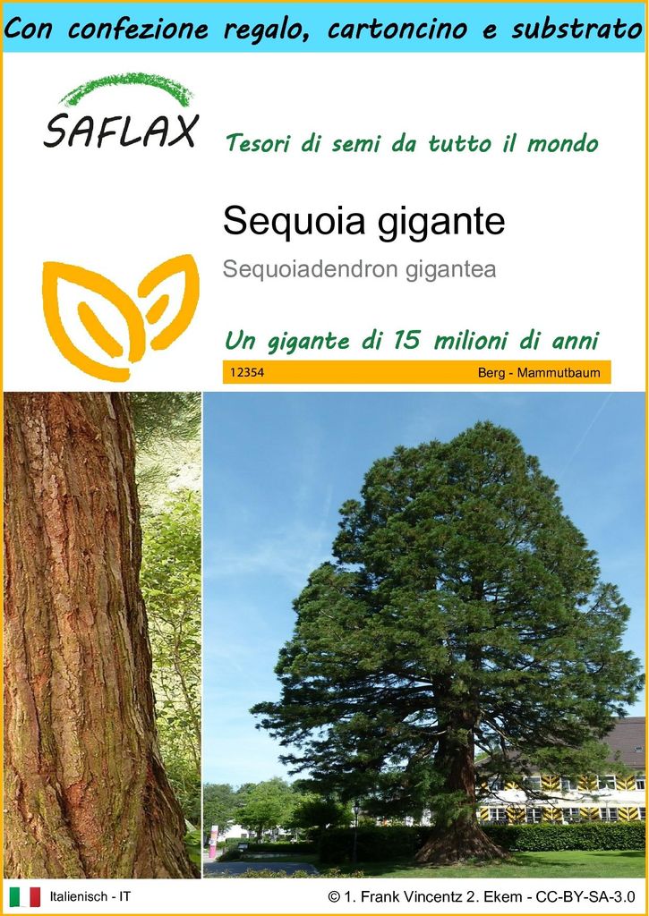 SAFLAX Set regalo - Sequoia gigante - 50 semi - Immagine del prodotto 