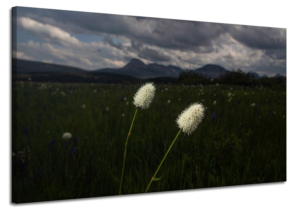 Leinwanddruck Natur Wildblumen 120x70 cm