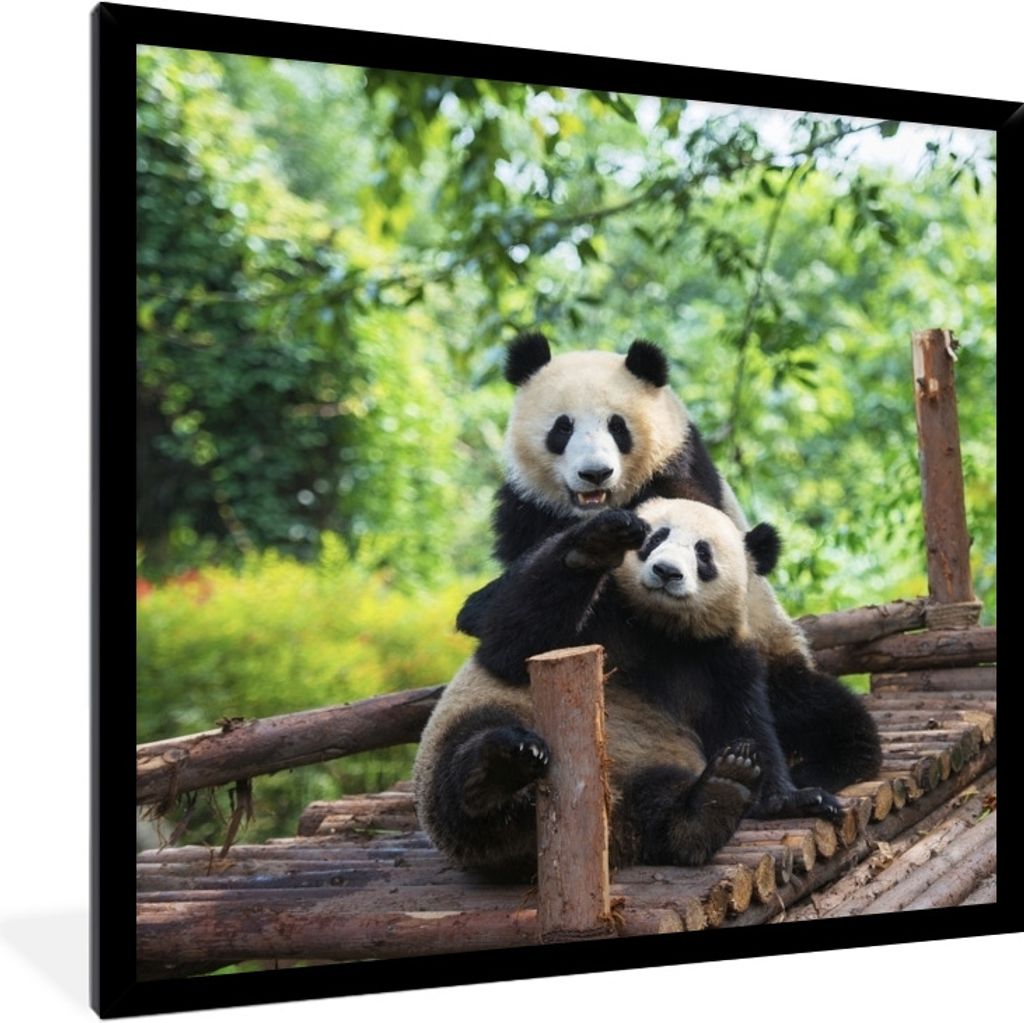 MuchoWow Gerahmtes Poster Panda - Brücke - Natur 40x40 cm - Poster mit Schwarzem Bilderrahmen Wandposter Rahmen Foto Bilder - Mit Rahmen - Wandd...