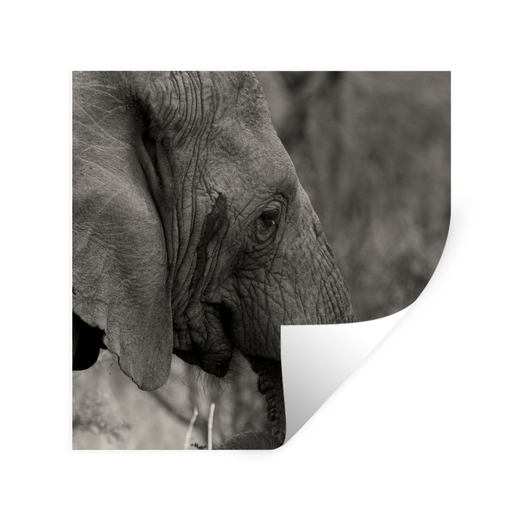 MuchoWow Wandtattoo Wandsticker Wandaufkleber Elefant - Tiere - Schwarz - Weiß 50x50 cm Selbstklebend und Repositionierbar - Selbstklebend - Fot...
