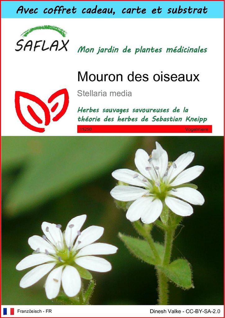 SAFLAX Ensemble-cadeau - Mouron des oiseaux - 1000 graines Image du produit 