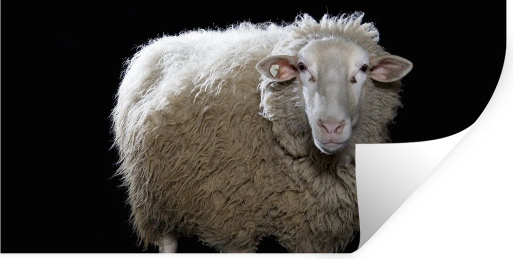 MuchoWow Wandtattoo Wandsticker Wandaufkleber Schafe - Nutztiere - Schwarz 40x20 cm Selbstklebend und Repositionierbar - Aufkleber