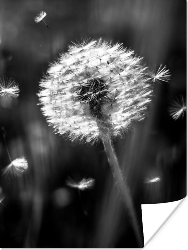 MuchoWow Poster Löwenzahn - Schwarz - Weiß - Pflanze 90x120 cm - Wohnzimmer