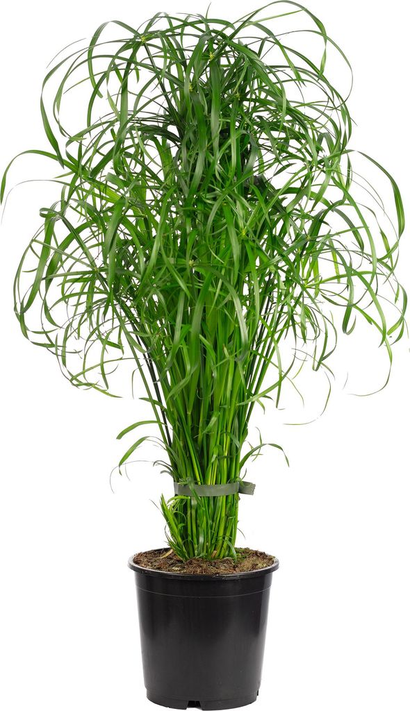 Wasserliebendes Zyperngras - Cyperus alternifolius - ca. 55 Produktbild 