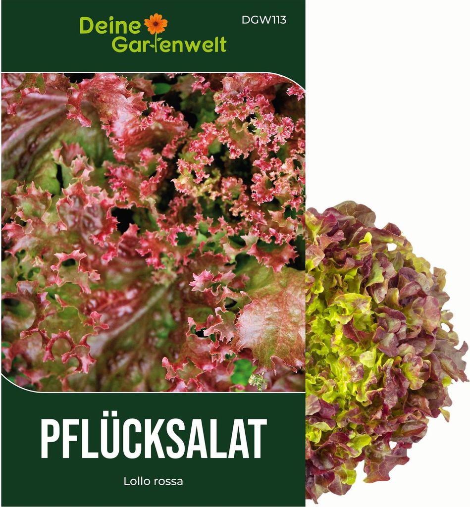 Pflücksalat Lollo rossa Samen - Lactuca sativa - Produktbild 