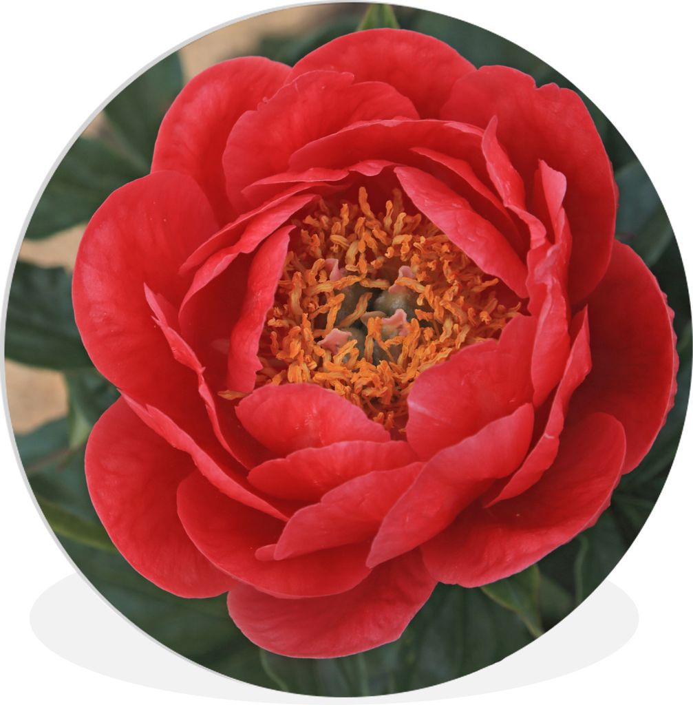 MuchoWow Rundes Wandbild - Runde Bilder Eine rote Pfingstrose und eine Knospe Ø 60 cm Kreis Wanddekoration Kunststoff - Wandkreis - Wandschmuck ...