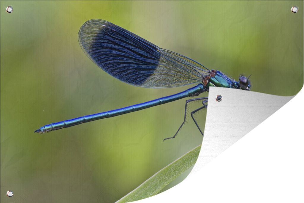 MuchoWow 120x80 cm Outdoor-Poster Gartendeko Sichtschutz Garten Poster für den Garten Eine leuchtend hellblau gefärbte Libelle