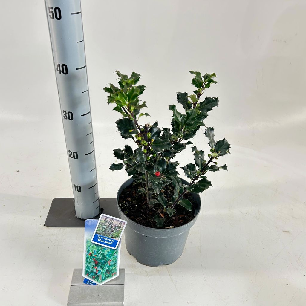 Ilex meserveae 'Blue Angel' - Stechpalme | 30-35 cm im Topf