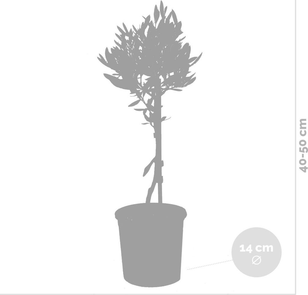 sansevieria schwiegermutterzunge Sansevieria trifasciata main image 0