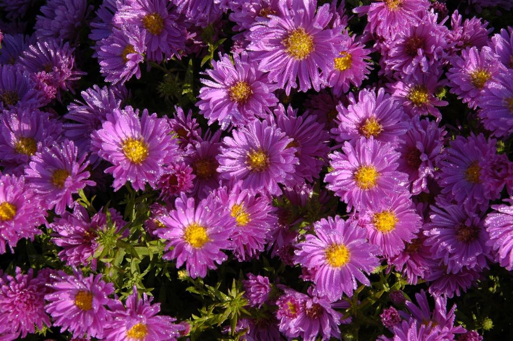 Kissen-Aster Kassel, im Topf - Aster dumosus Produktbild 