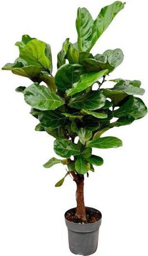 Geigenfeige – Ficus Lyrata – Zimmerpflanze – 150cm – Ø24cm – tropische Grünpflanze mit großen dekorativen Blättern