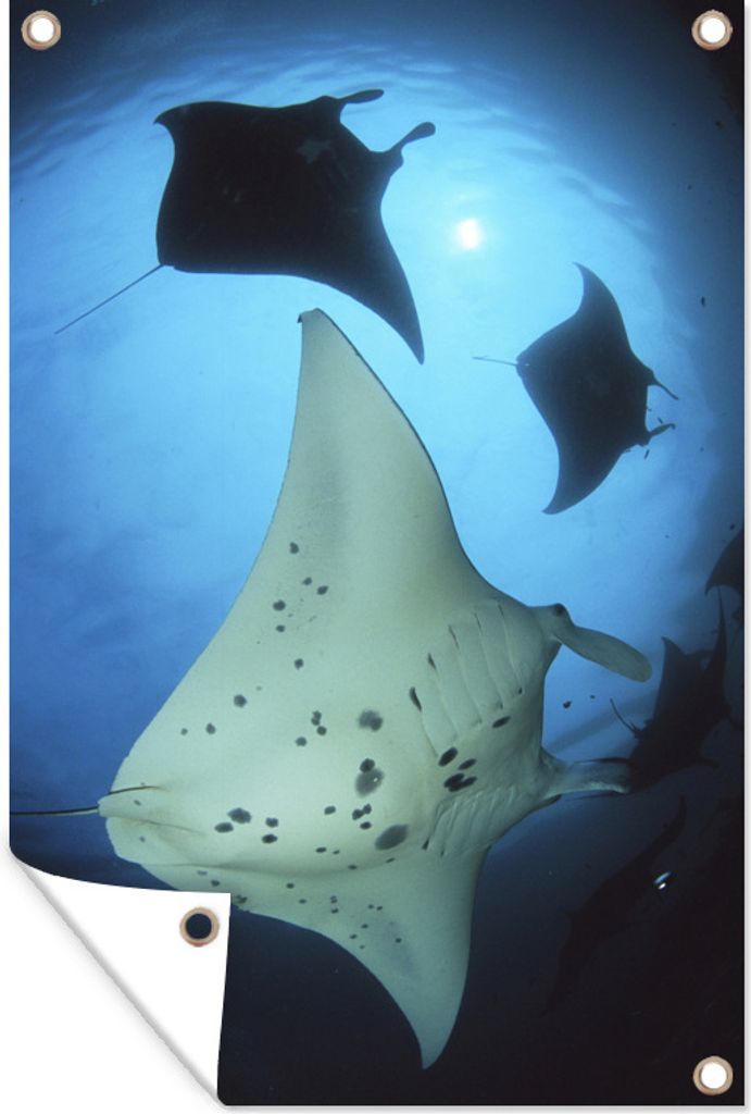 MuchoWow 40x60 cm Outdoor-Poster Gartendeko Sichtschutz Garten Poster für den Garten Die weiße Unterseite des Strahls