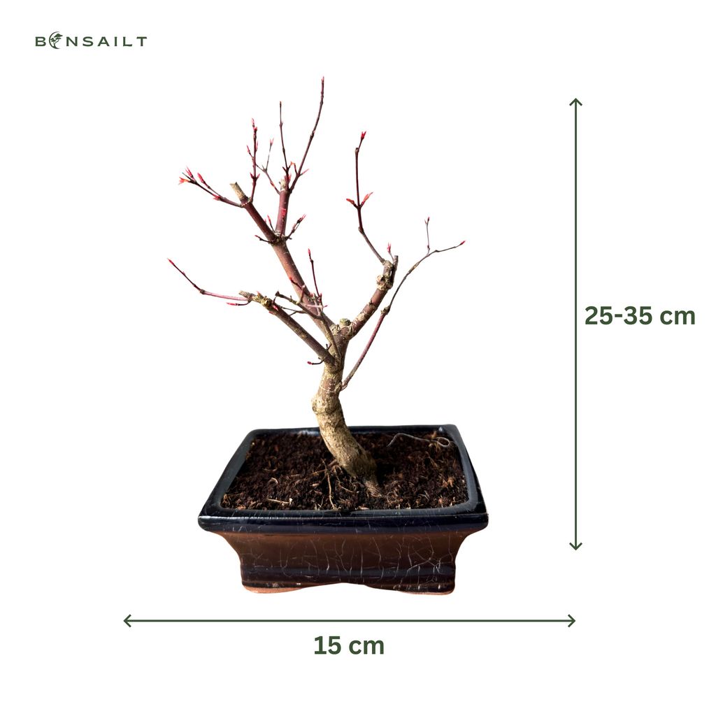 Bonsai - Bonsai baum Japanischer Fcherahorn - Acer (Ahorn)
