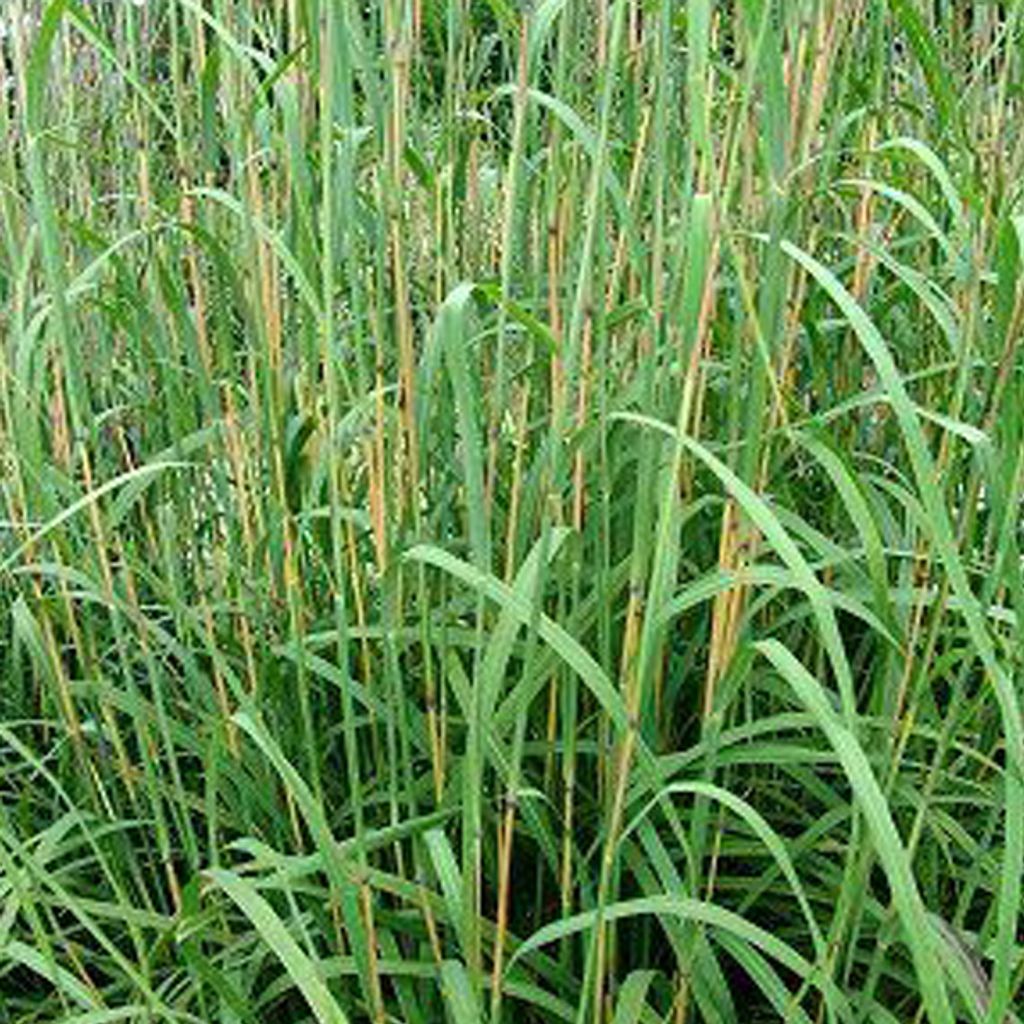 6 x Gerards Blauhalm - Andropogon gerardii | Topf 9cm x 9cm