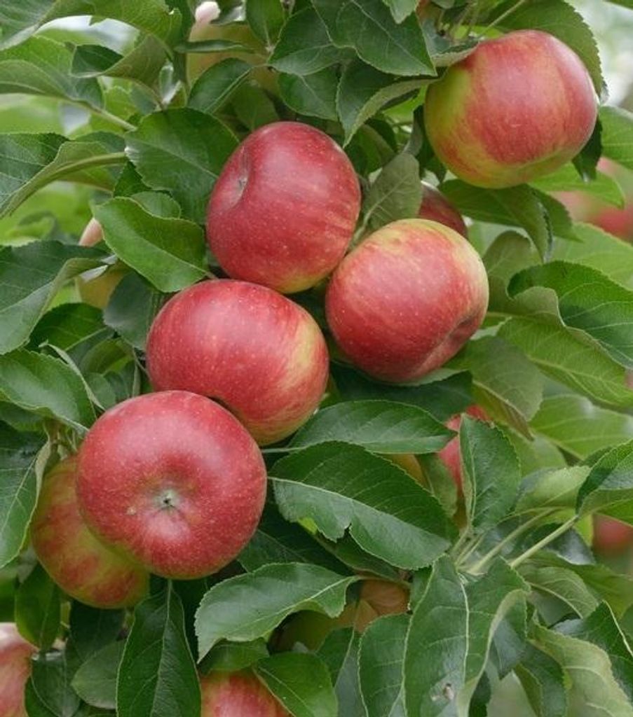 Säulenapfel `Sonate´ -  Säulenobstbaum 80-100cm im 7,5 Produktbild 