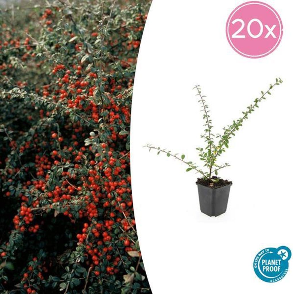 Teppichmispel Cotoneaster suec. 'Coral Beauty' – 10-25cm – Ø9cm – 20 Pflanzen – Bodendecker & niedrige Hecke – Winterhart – pflegel...