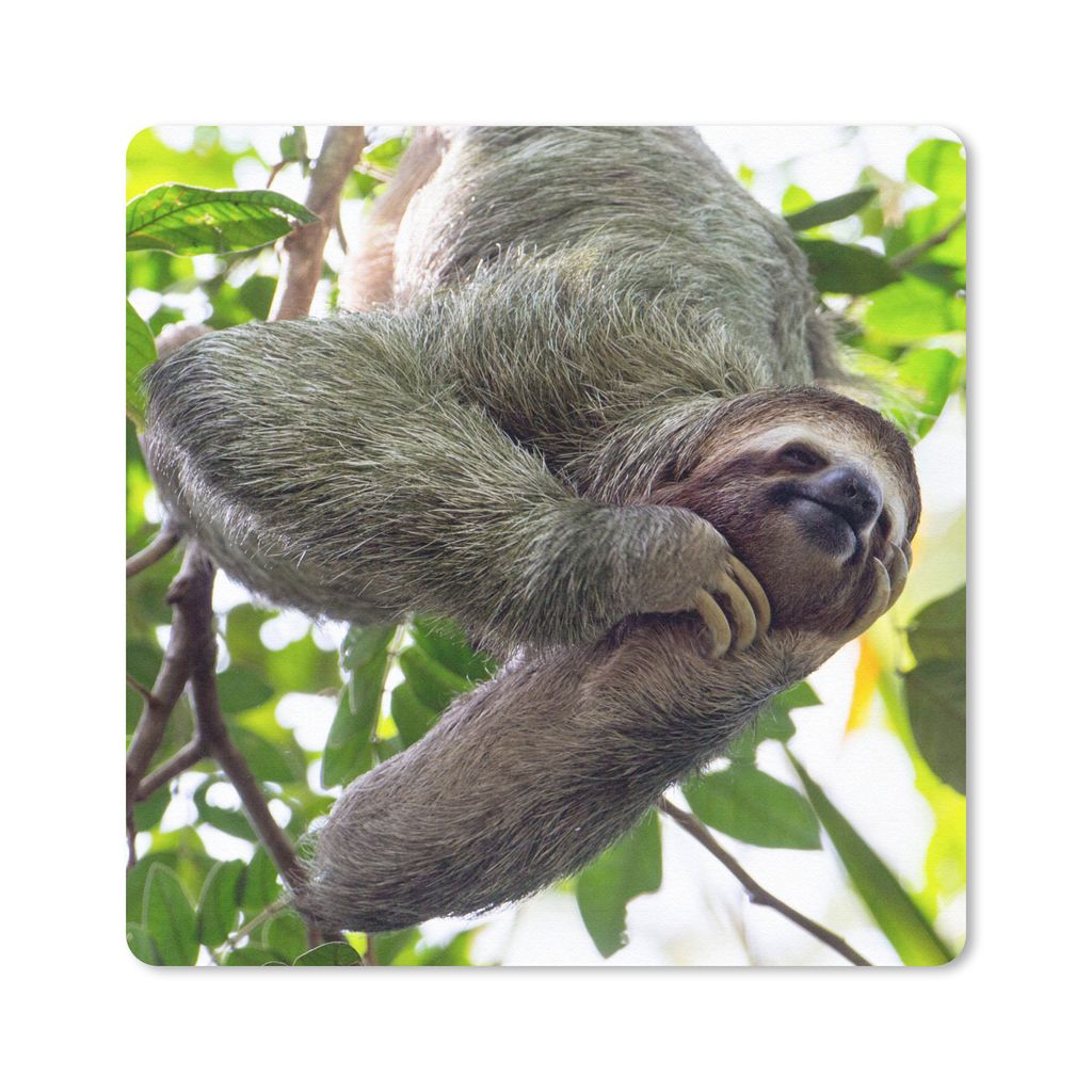 MuchoWow Mauspad Mousepad Ein lachendes Faultier hängt in den grünen Bäumen 30x30 cm - Mousepads - Maus Mat - Pad - Mausunterlage - Gaming