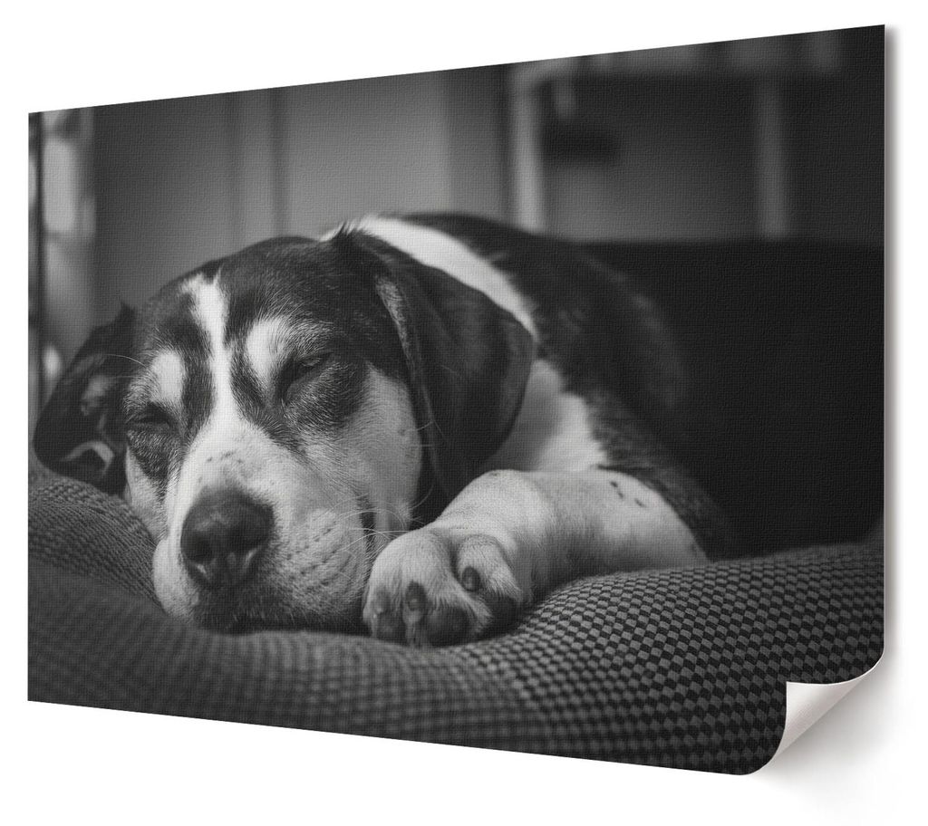 Schlafender Hund - Kunstdruck A4 - Fotografie- Wandbild für Wohnzimmer Schlafzimmer & Flur, Modernes Poster Wanddeko, Ungerahmt