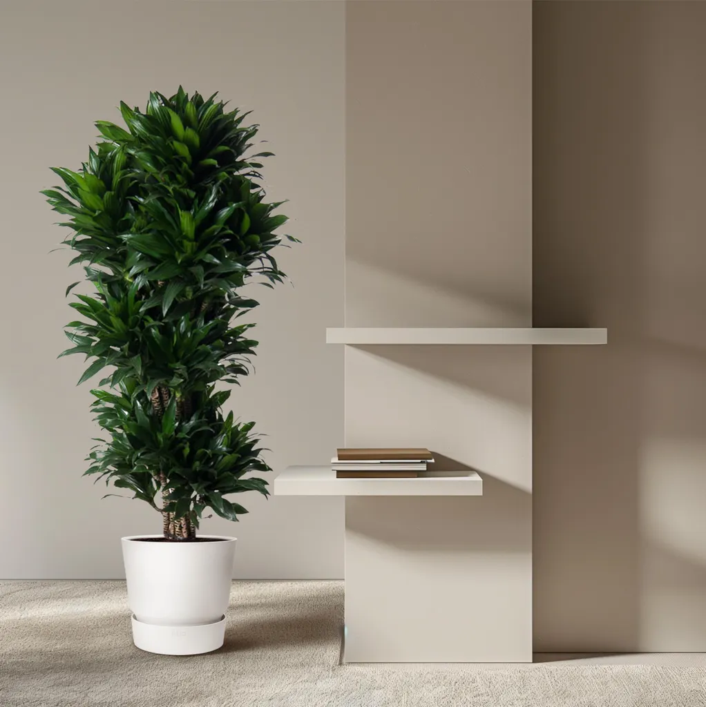 Dragonnier Dracaena Compacta 140 cm - 5 troncs robustes et feuillage dense - 4