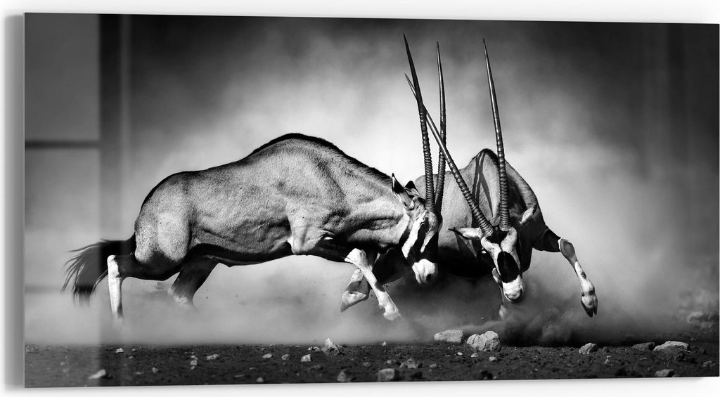 DEQORI Glasbild Echtglas 60x30 cm 'Aggressive Oryxantilopen' Wandbild Bild modern Deko