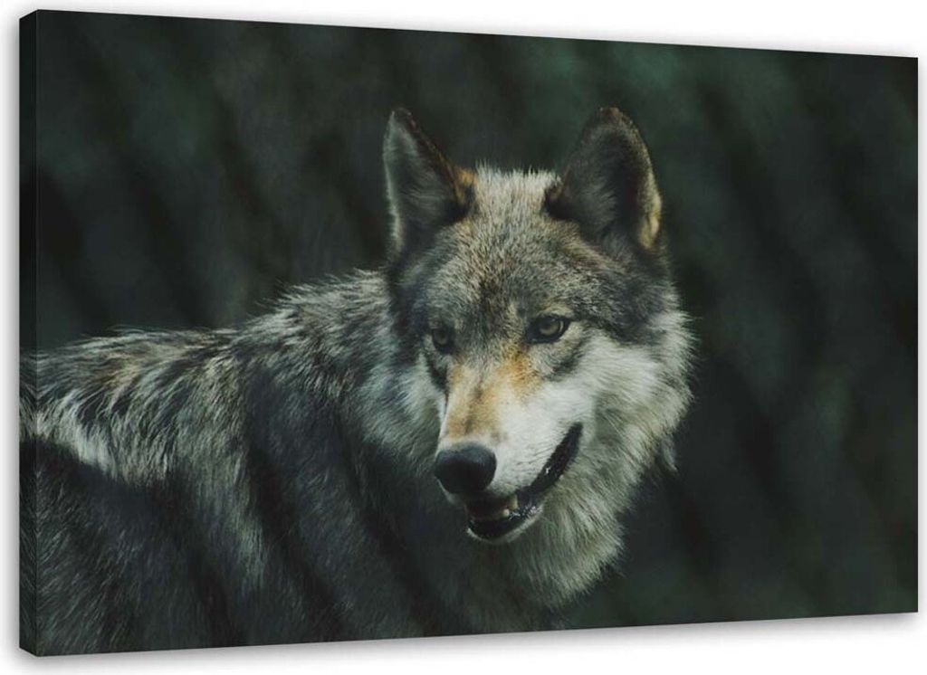 Leinwandbild grauer wolf 60x40 cm Feeby grau wandbild bereit zum aufhängen