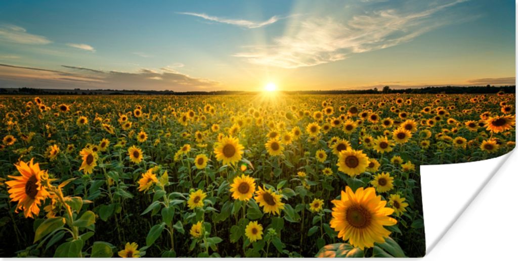 MuchoWow Poster Sonnenuntergang - Blumen - Sonnenblume - Horizont - Landschaft 160x80 cm - Foto Poster