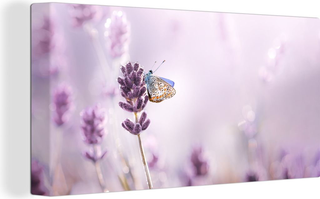 OneMillionCanvasses - Leinwandbilder - Bild auf Leinwand Wandbild Leinwandbild Lavendel - Schmetterling - Nahaufnahme - Lila, 80x40 cm, Kunstdruc...