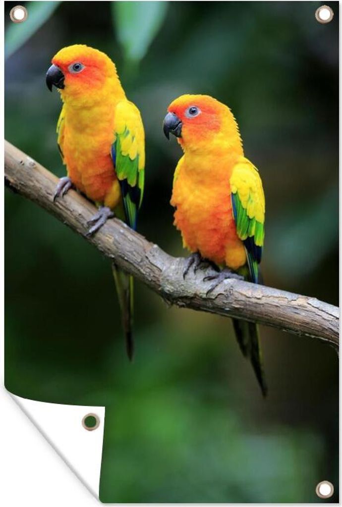 MuchoWow 40x60 cm Outdoor-Poster Gartendeko Sichtschutz Garten Poster für den Garten Zwei bunte Sonnensittiche