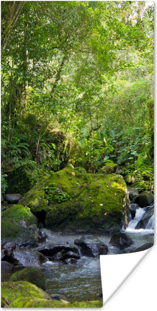 MuchoWow Poster Rainforest Creek 20x40 cm - Plakat - Foto