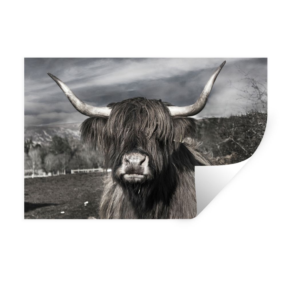 MuchoWow Wandtattoo Wandsticker Wandaufkleber Schottischer Highlander - Tiere - Hörner 90x60 cm Selbstklebend und Repositionierbar - Aufkleber