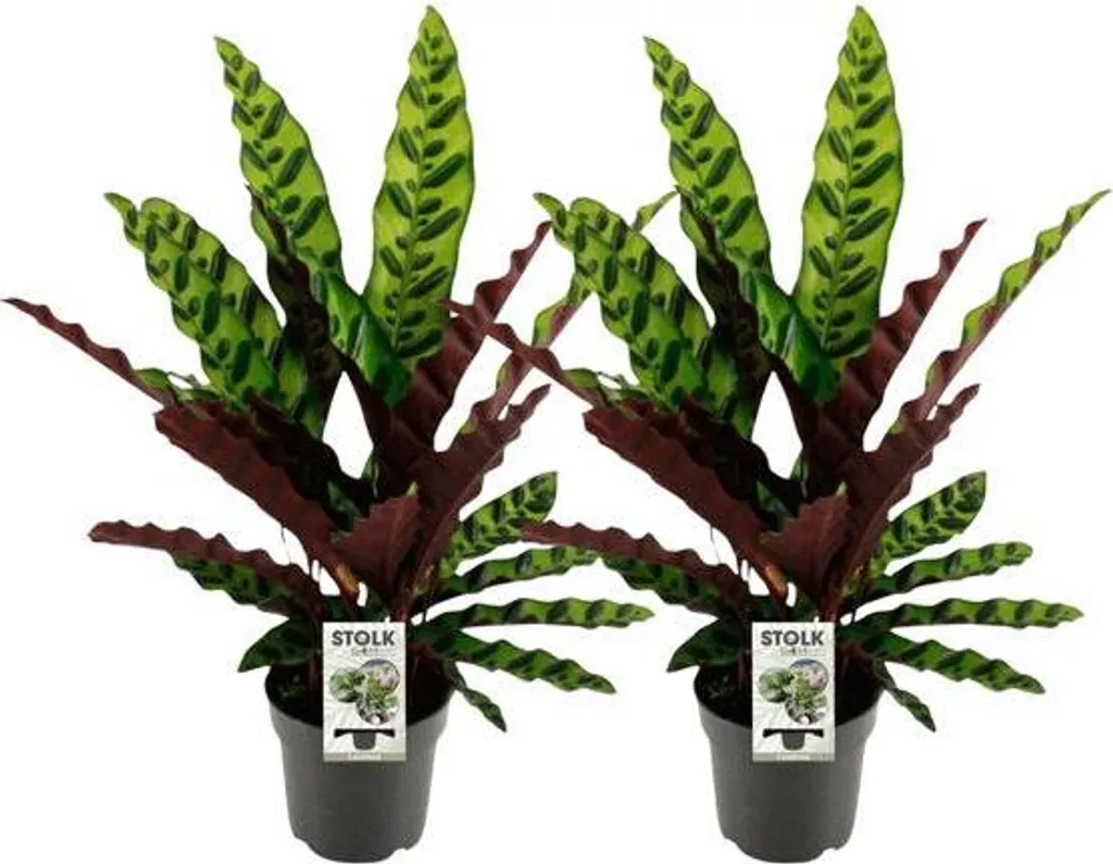 Calathea Lancifolia à motifs exotiques - 2 plantes décoratives de 45cm