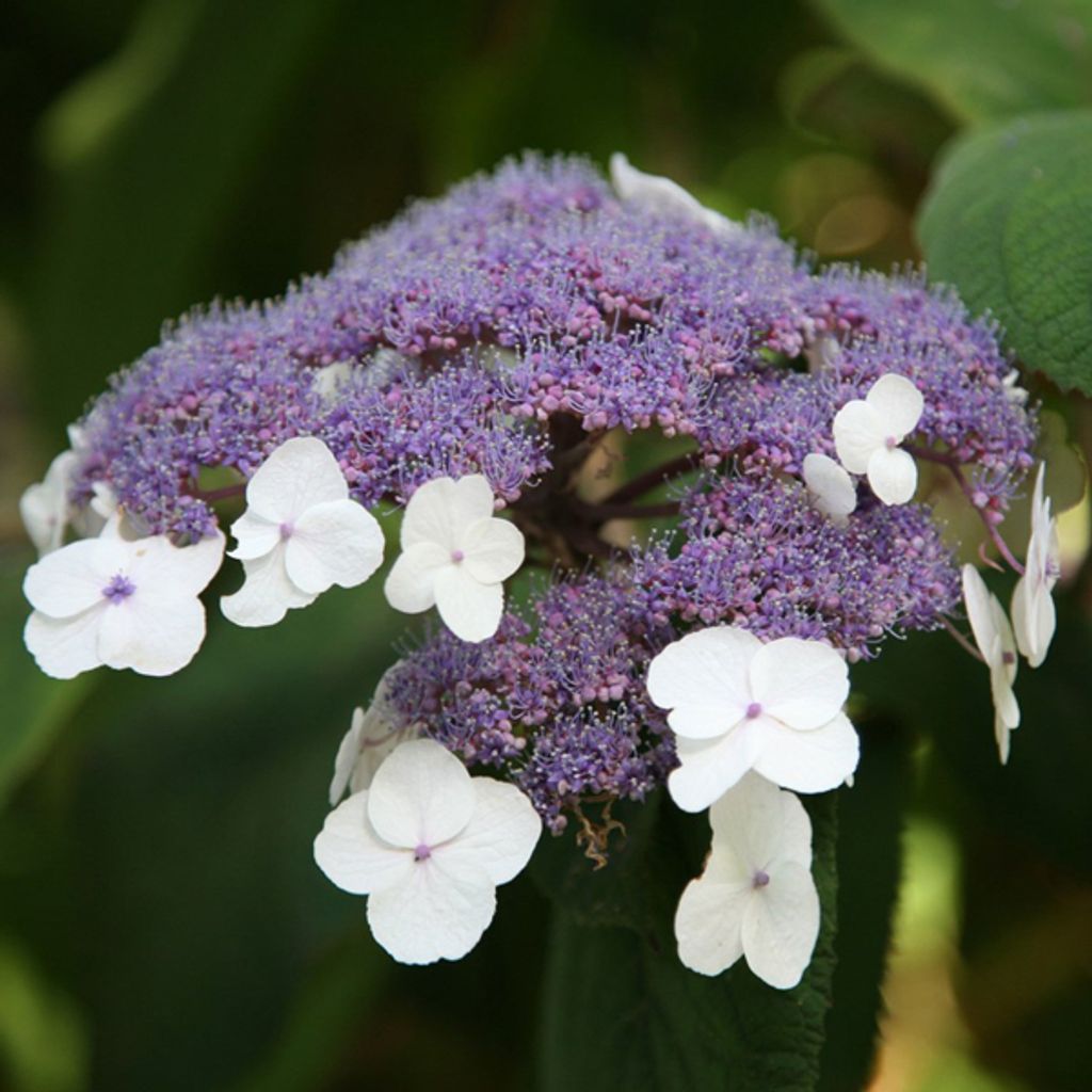 2 x Hortensie villosa - Hydrangea villosa | 25-30 cm in Container