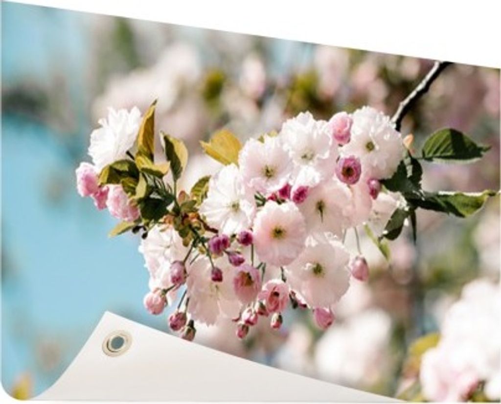 Gartenposter - 60x40 cm - Blütezeit im Frühjahr - Modernes Wandbilder - Natur