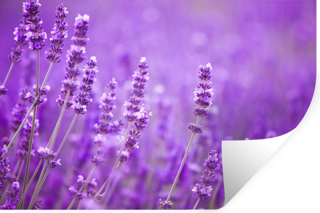 MuchoWow Wandtattoo Wandsticker Wandaufkleber Lavendel - Nahaufnahme - Blumen - Lila 30x20 cm Selbstklebend und Repositionierbar - Wierderverwend...
