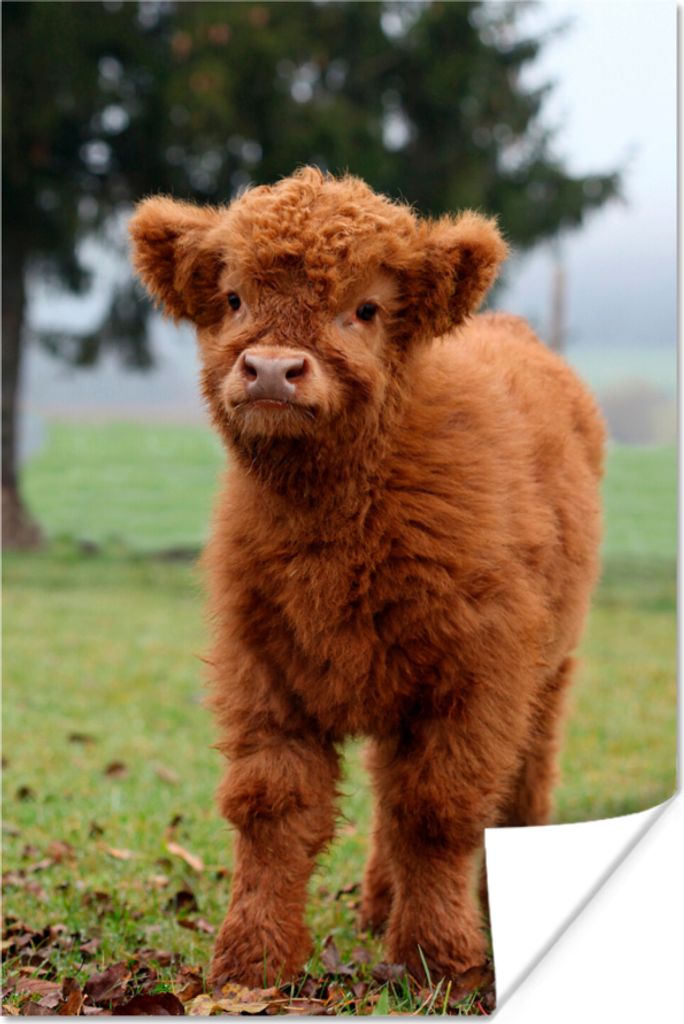 MuchoWow Poster Scottish Hochlandrind - Kalb - Gras 40x60 cm - Plakate für die Wand - Poster Babyzimmer