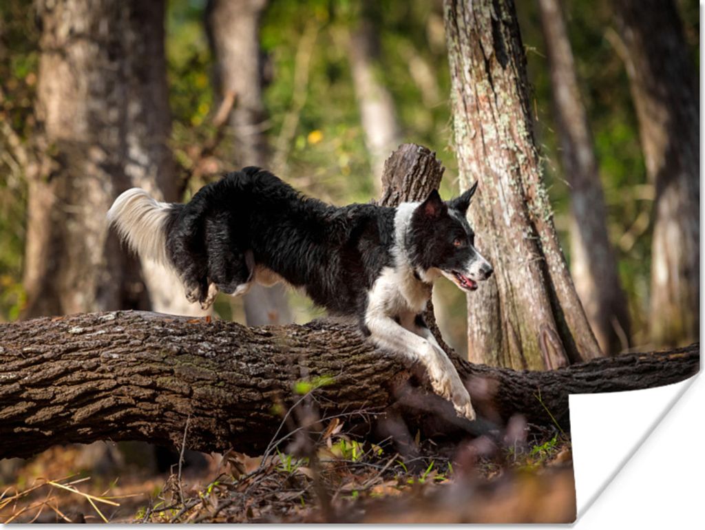 MuchoWow Poster Ein schwarz-weißer Border Collie springt über einen Baumstamm 160x120 cm - Foto Plakat